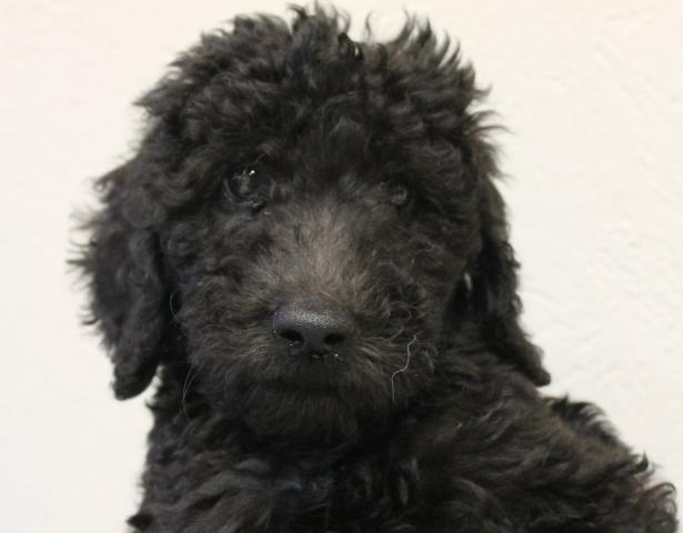 スタンダードプードル