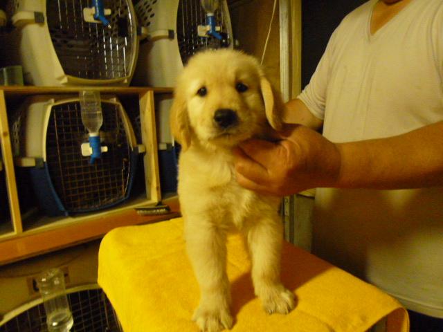 ゴールデンレトリーバー