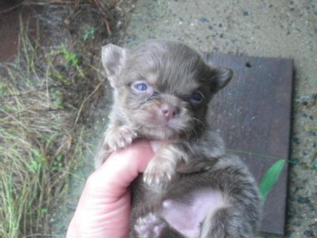 チワワ（ロングコート）