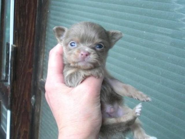 チワワ(ロングコート)