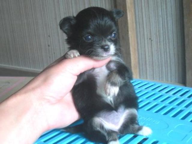 チワワ（ロングコート）