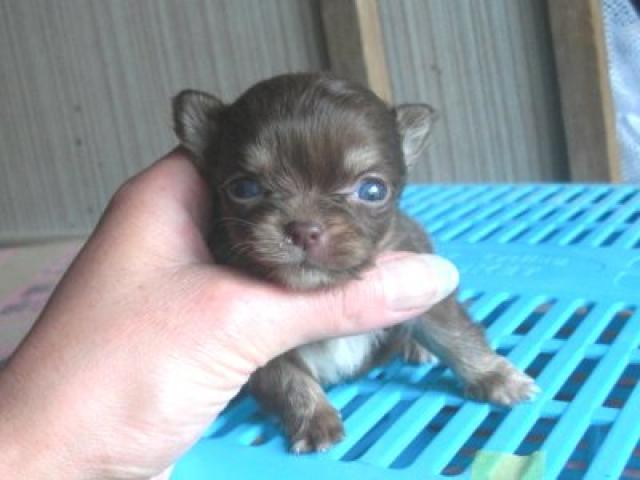 チワワ(ロングコート)