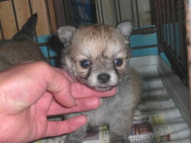 チワワ（ロングコート）