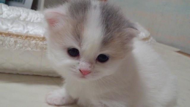 スコティッシュフォールド