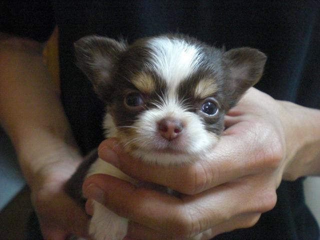 チワワ(ロングコート)