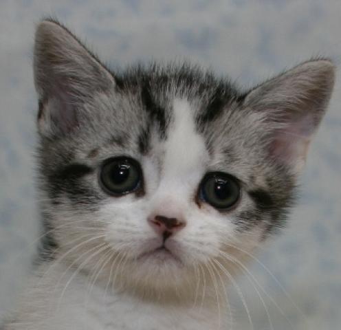 スコティッシュフォールド