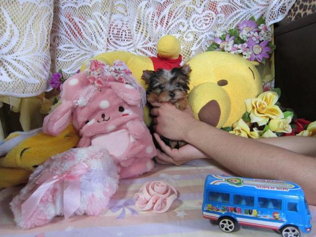 ヨークシャーテリア