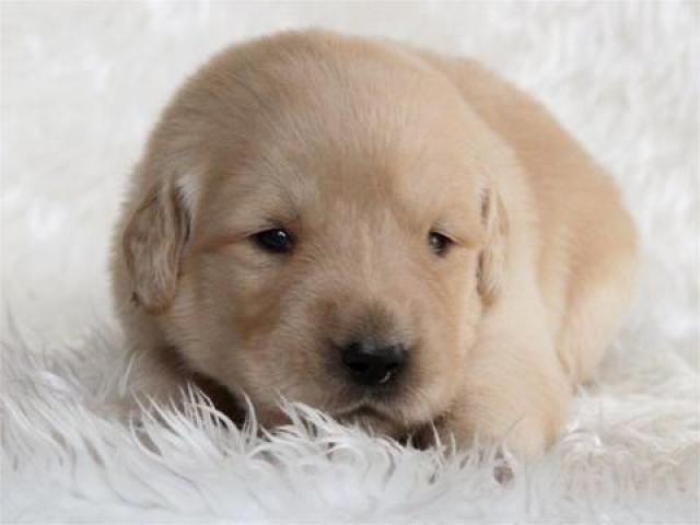 ゴールデンレトリーバー