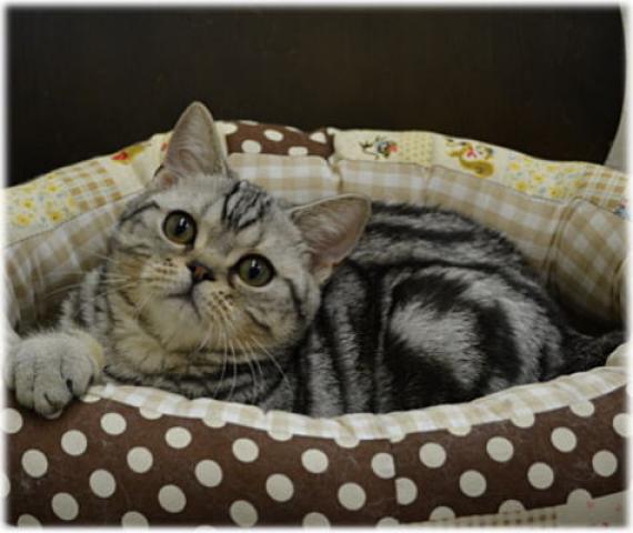 アメリカンショートヘアー