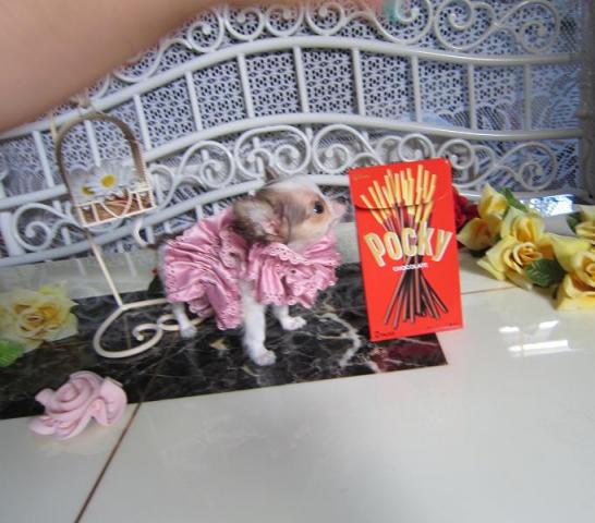 チワワ（ロングコート）