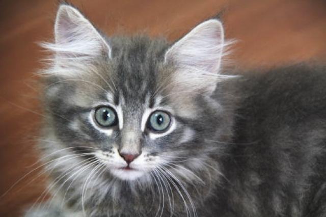 ノルウェージャンフォレストキャット