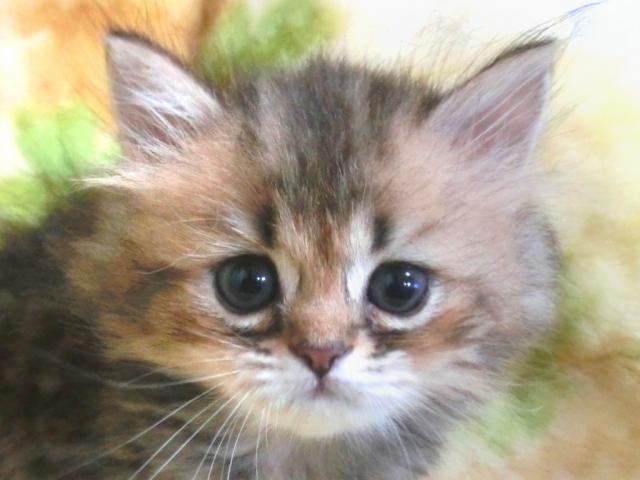 ペルシャ・ヒマラヤン