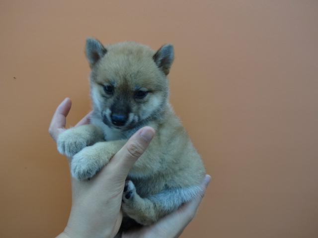 柴犬
