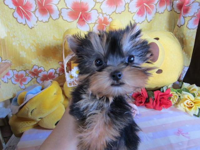 ヨークシャーテリア