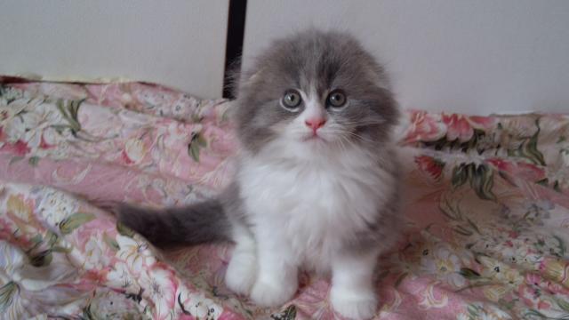 スコティッシュフォールド