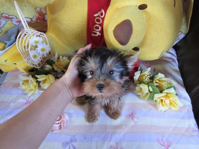 ヨークシャーテリア