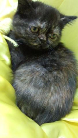 エキゾチックショートヘアー