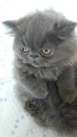 エキゾチックショートヘアー