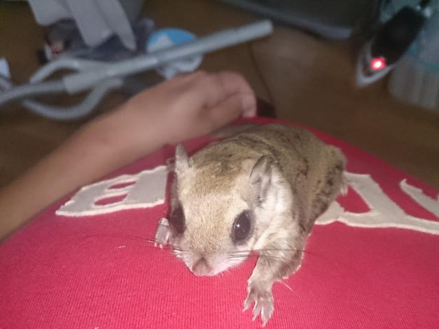 アメリカモモンガ