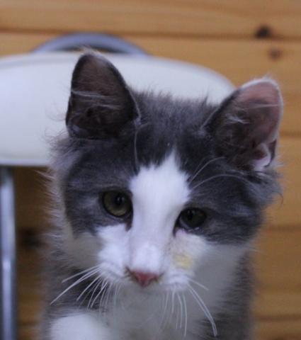 ノルウェージャンフォレストキャット