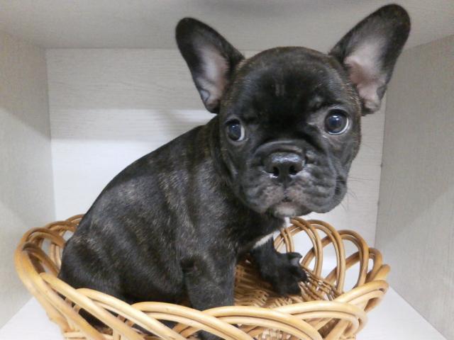 フレンチブルドッグ