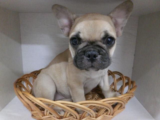 フレンチブルドッグ
