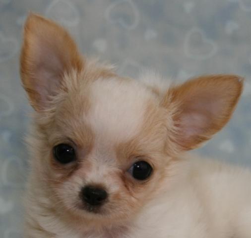 チワワ（ロングコート）