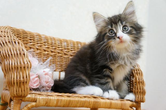 ノルウェージャンフォレストキャット