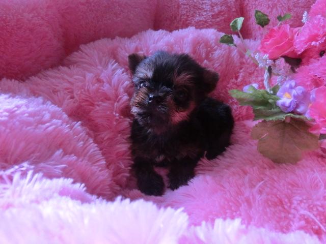 ヨークシャーテリア