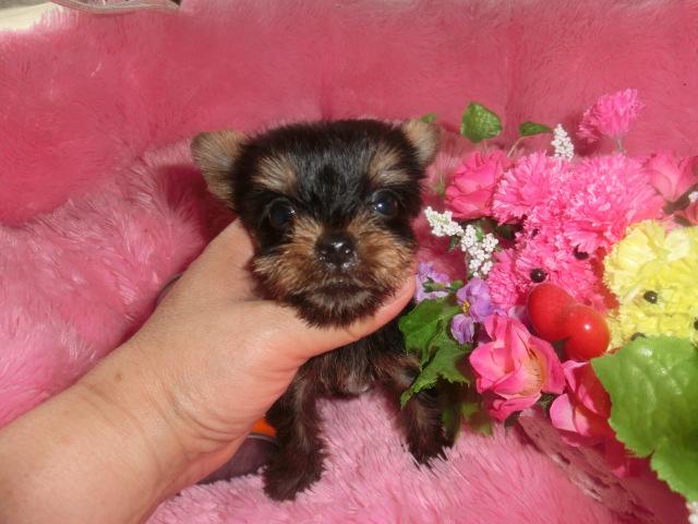 ヨークシャーテリア