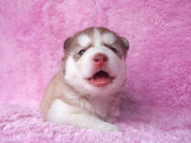 シベリアンハスキー