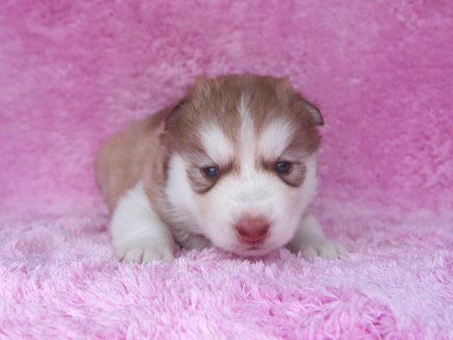 シベリアンハスキー