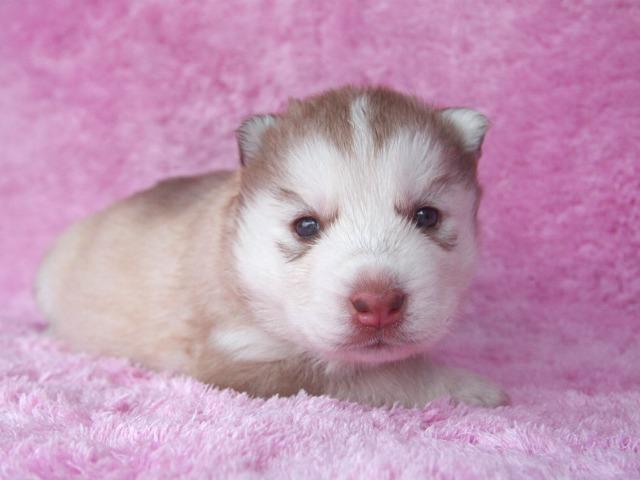 シベリアンハスキー