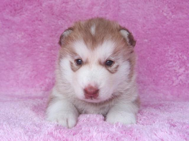 シベリアンハスキー