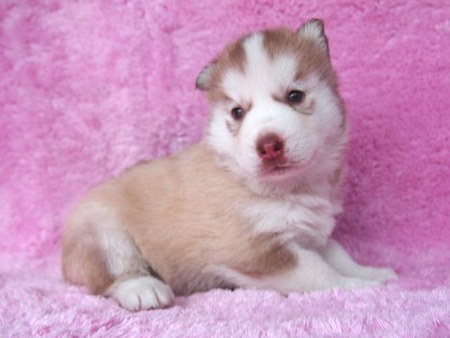 シベリアンハスキー