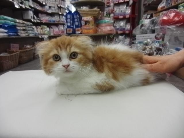 スコティッシュフォールド