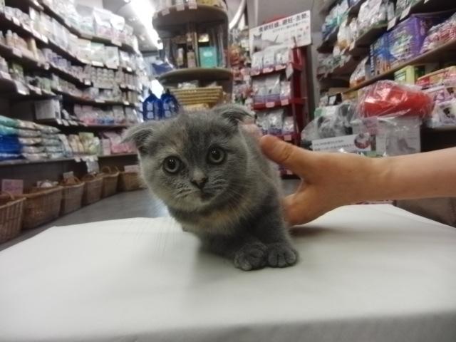 スコティッシュフォールド