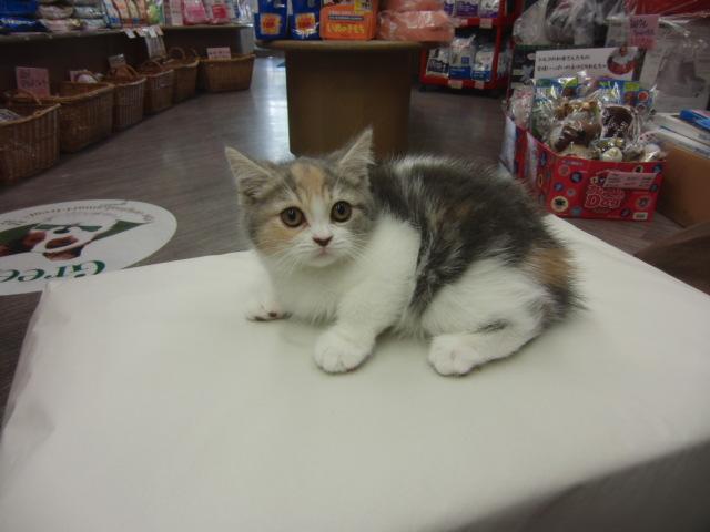 スコティッシュフォールド