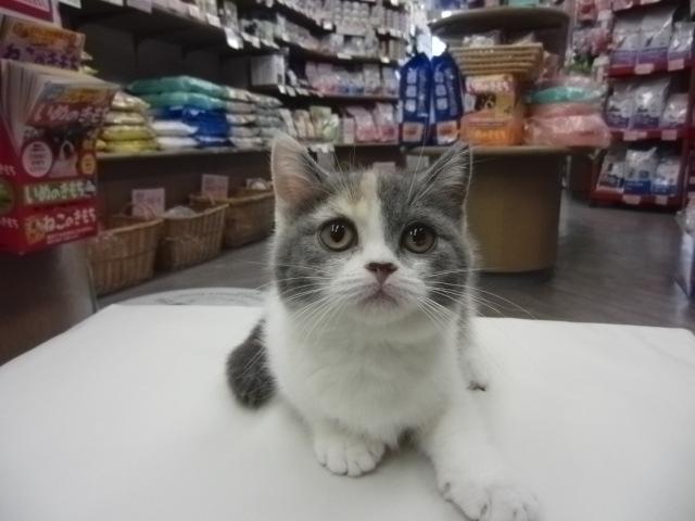 スコティッシュフォールド