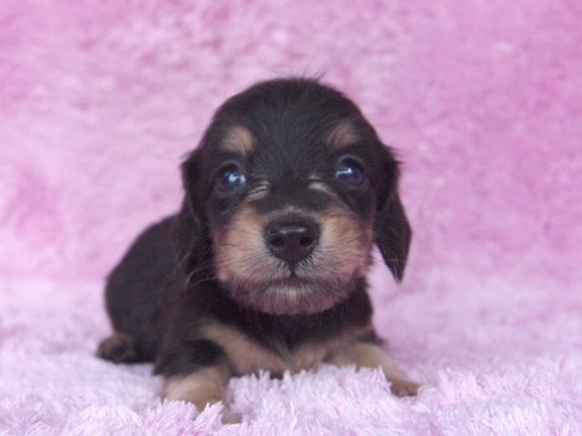 ミニチュアダックスフンド