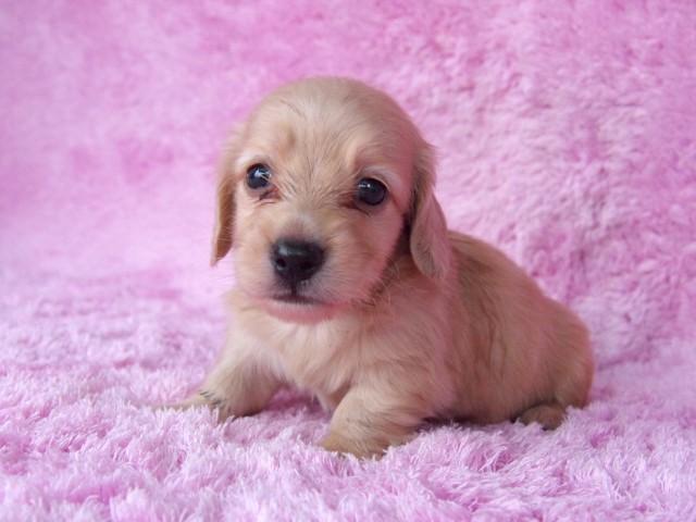 ミニチュアダックスフンド