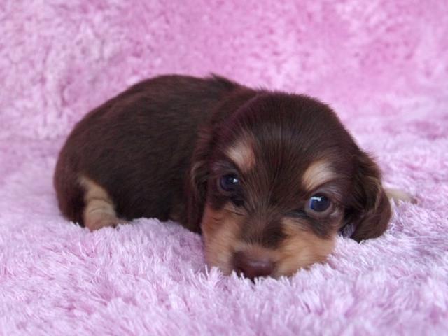 ミニチュアダックスフンド