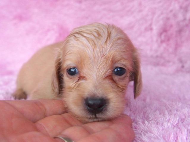 ミニチュアダックスフンド