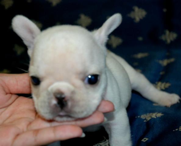 フレンチブルドッグ