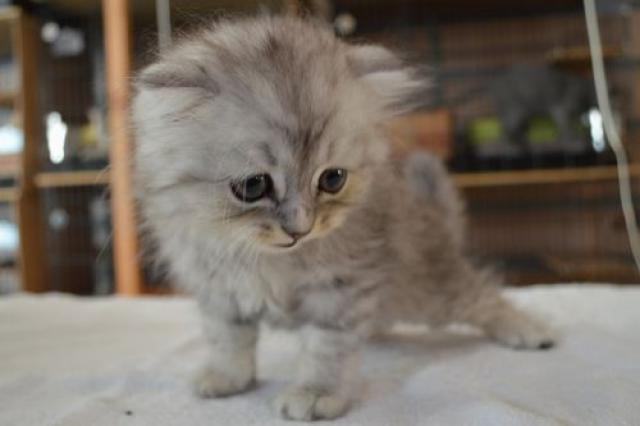 スコティッシュフォールド