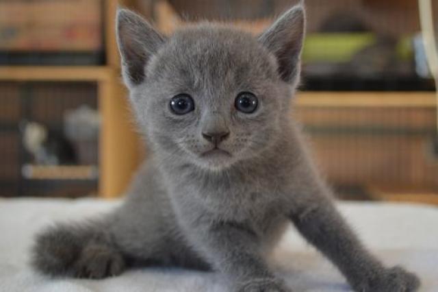 ロシアンブルー