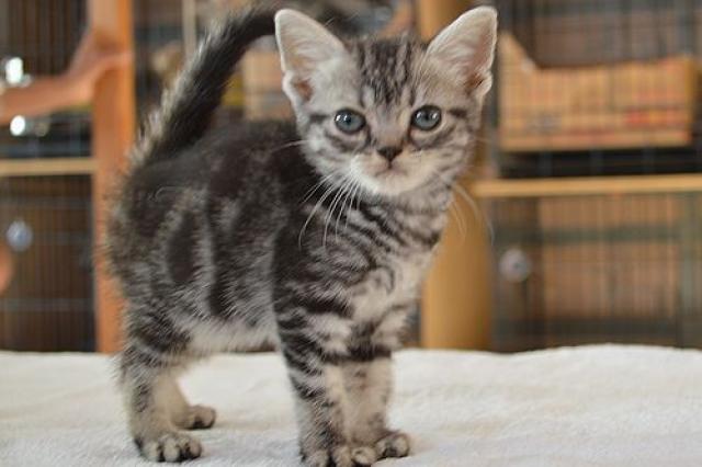 アメリカンショートヘアー