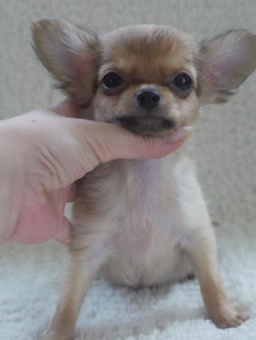 チワワ（ロングコート）