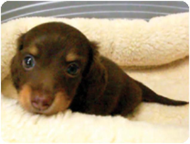 カニンヘンダックスフンド