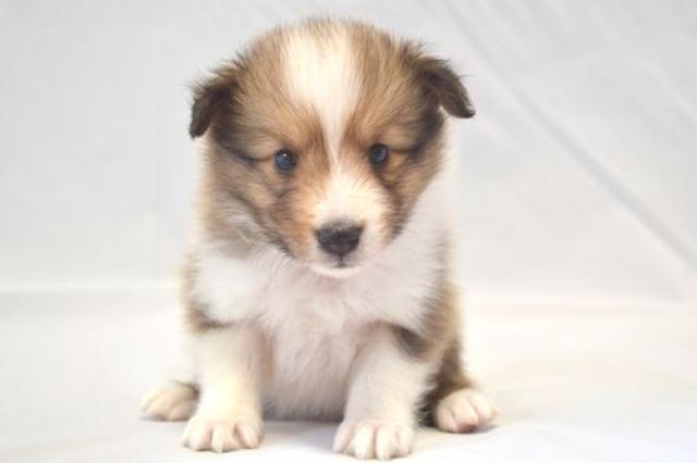 シェットランドシープドッグ